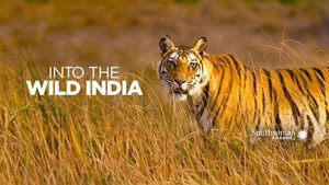 Vissza a vadonba - India kép