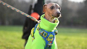 Crufts 16. évad Ep.7 7. epizód