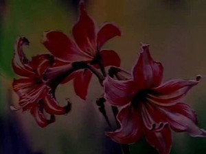 花の子ルンルン 1. évad Ep.27 27. epizód