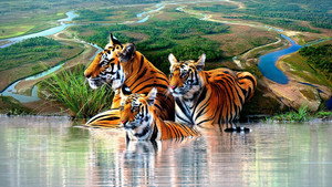 Tiger Island kép
