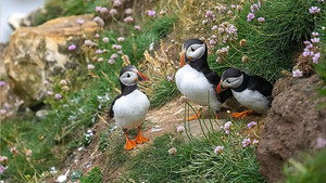 Springwatch 20. évad Ep.4 4. epizód