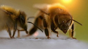 Charlie Bee Company kép