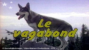 The Littlest Hobo kép