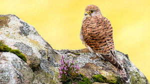 Springwatch 24. évad Ep.8 8. epizód