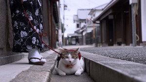 A Cat's-Eye View of Japan 4. évad Ep.10 10. epizód