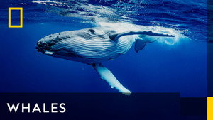Whales kép