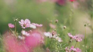 ที่สามของเธอ kép