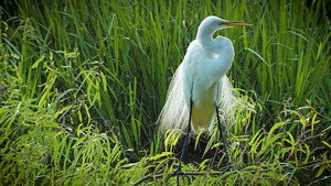 Texas Parks and Wildlife 31. évad Ep.5 5. epizód