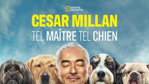 Cesar Millan: Jó gazdi, jó kutya kép