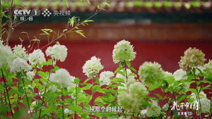 花开中国 1. évad Ep.5 5. epizód