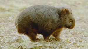 Secret Life of the Wombat kép