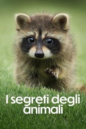 Az állatok titkos élete poszter