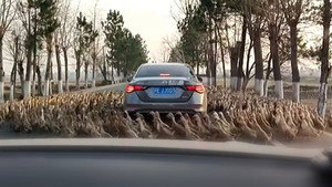 Caught on Dashcam 6. évad Ep.3 3. epizód