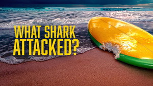 Shark Week 39. évad Ep.13 13. epizód