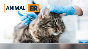Animal ER kép
