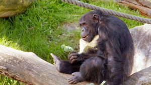 Taronga: Who's Who in the Zoo 4. évad Ep.10 10. epizód