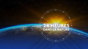 Wild 24 kép