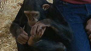 Monkey Business 6. évad Ep.6 6. epizód
