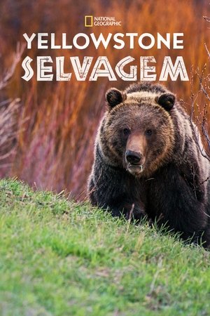 Vad Yellowstone poszter