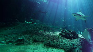 Nausicaá : Dans les coulisses du plus grand aquarium d'Europe kép