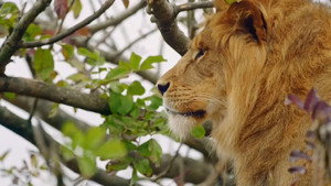 Taronga: Who's Who in the Zoo 3. évad Ep.1 1. epizód