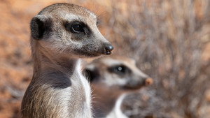 Meet The Meerkats 1. évad Ep.4 4. epizód