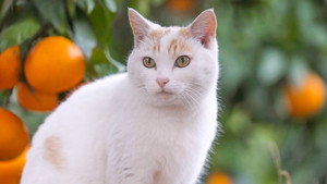A Cat's-Eye View of Japan 2. évad Ep.10 10. epizód
