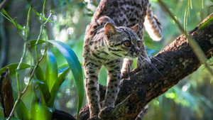 Big Cats: An Amazing Animal Family kép
