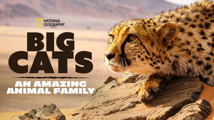 Big Cats: An Amazing Animal Family kép