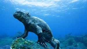 Galápagos - David Attenborough sorozata kép