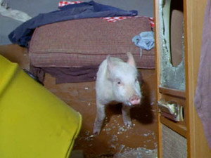 Green Acres 2. évad Ep.26 26. epizód