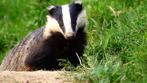 Springwatch 5. évad Ep.14 14. epizód