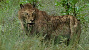 Walking with Beasts kép