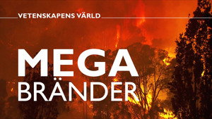 Vetenskapens värld 48. évad Ep.9 9. epizód