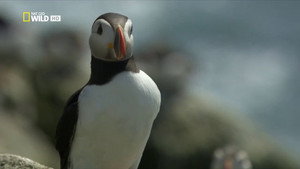 Wild Scotland: The Western Isles 1. évad Ep.3 3. epizód