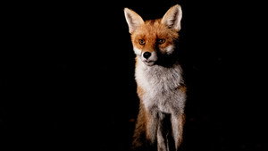 Springwatch 24. évad Ep.7 7. epizód