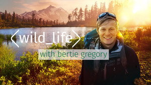 Wild Life with Bertie Gregory kép