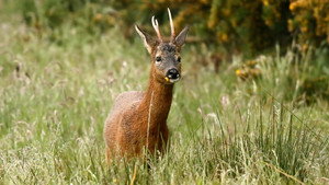 Springwatch 21. évad Ep.9 9. epizód