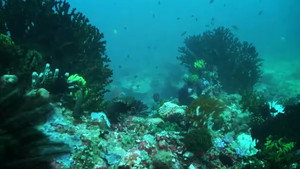 Dyesebel kép