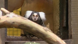 Monkey Business 7. évad Ep.13 13. epizód