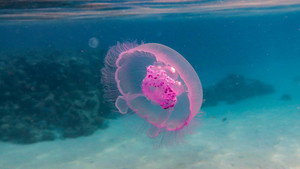 Reef School 1. évad Ep.12 12. epizód