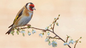 Springwatch 23. évad Ep.1 1. epizód