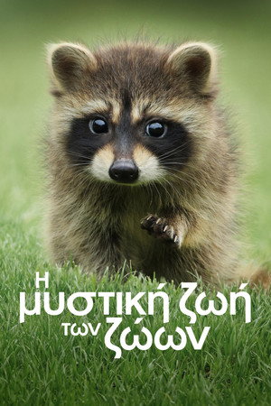 Az állatok titkos élete poszter