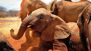 Elephant Diaries 1. évad Ep.4 4. epizód