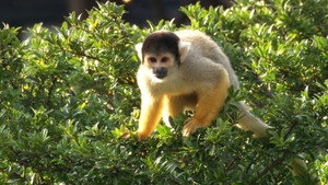 いいZooだね。～岩合光昭の動物園歩き～ kép