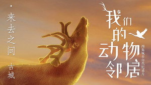 我们的动物邻居 1. évad Ep.3 3. epizód