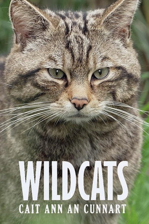 Wildcats: Cait ann an Cunnart poszter