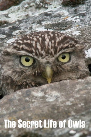 The Secret Life of Owls poszter