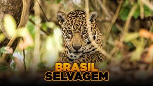 Szelidítetlen Brazília kép