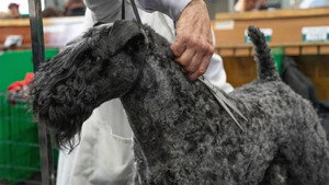 Crufts 15. évad Ep.5 5. epizód